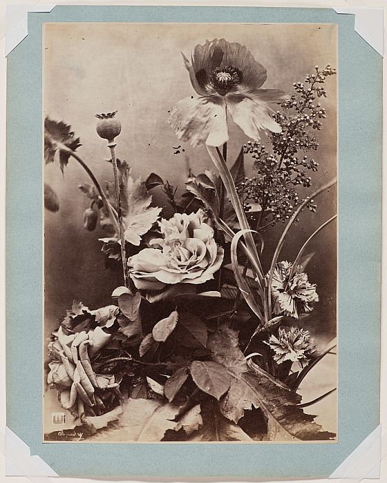 Roses, Poppies, and Carnations Slider Image 2